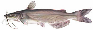catfish from aquaculture guides at www.suvivaledu.com