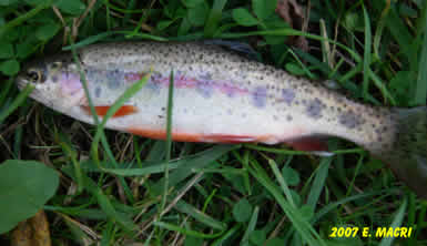 Wild Rainbow from Big Spring Creek Newville PA